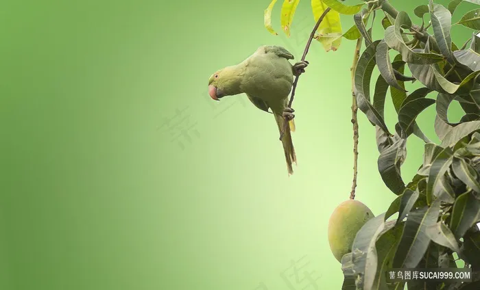 抓着芒果树树枝的绿色鹦鹉