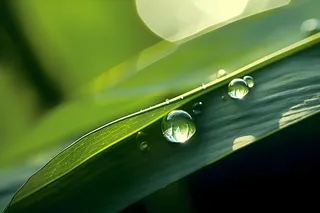 树叶绿色水珠露珠摄影图