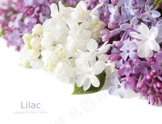 小清新丁香花图片