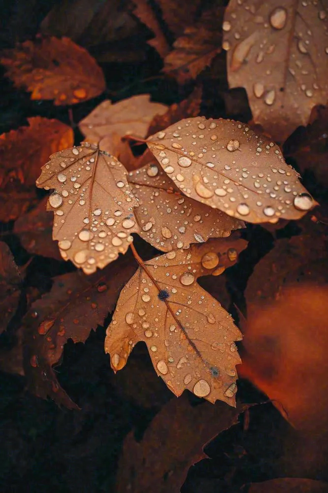 秋天雨天秋叶满地落叶，立秋秋分故事感(896x1344)