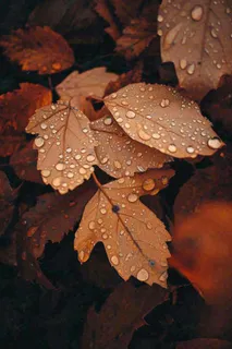 秋天雨天秋叶满地落叶，立秋秋分故事感