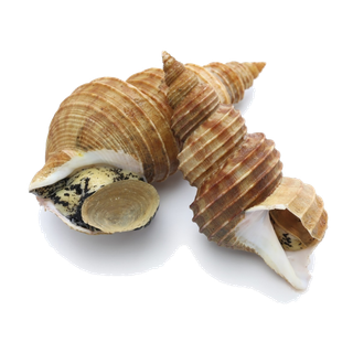 螺贝类带壳类(41)海鲜超市商品红酒白底图免抠实物摄影png格式图片透明底