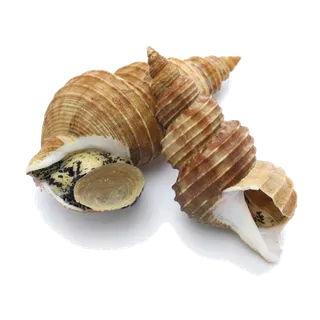 螺贝类带壳类(41)海鲜超市商品红酒白底图免抠实物摄影png格式图片透明底