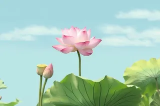 清新阳光荷花荷叶天空白云背景