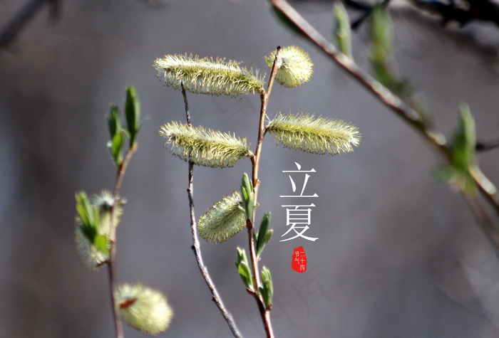 2017立夏节气图片