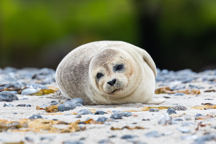 可爱白色海豹图片