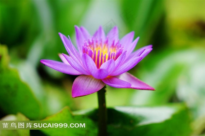 美丽的粉红色睡莲花