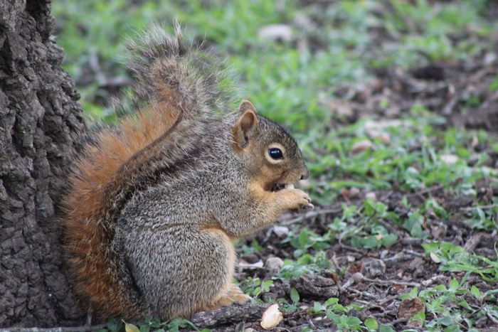 小松鼠吃野果图片
