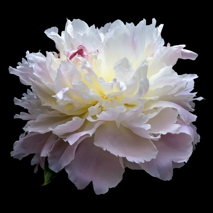 超高清芍药特写鲜花图片