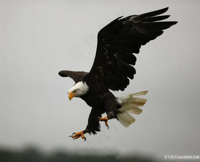 展翅中的雄鹰图片