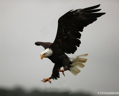展翅中的雄鹰图片