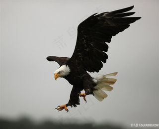 展翅中的雄鹰图片