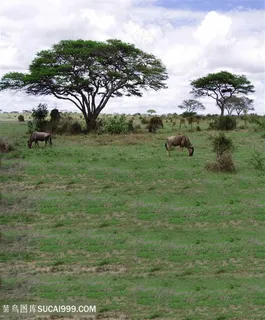 草地牛羊大树风景画婚纱背景大图