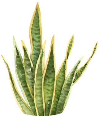 盆栽花草植物免扣植物水彩插画设计素材