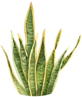 盆栽花草植物免扣植物水彩插画设计素材