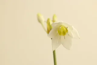 白色花朵慵懒背景