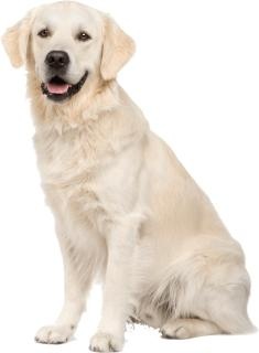 拉布拉多犬 PNG免抠(235x320)