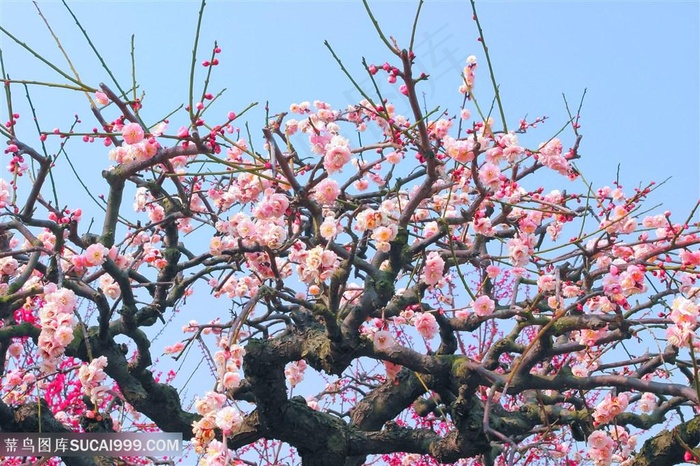 唯美满树粉色桃花图片