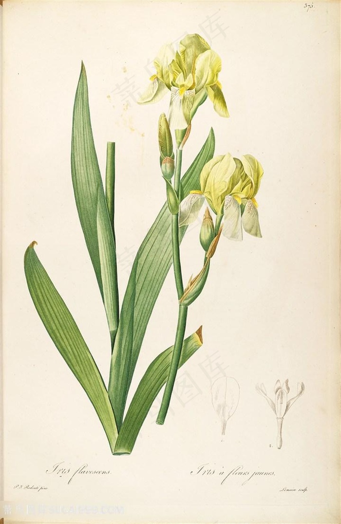 雷杜德原版高清唯美黄色花卉浪漫图谱素材