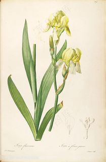 雷杜德原版高清唯美黄色花卉浪漫图谱素材