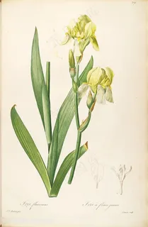 雷杜德原版高清唯美黄色花卉浪漫图谱素材