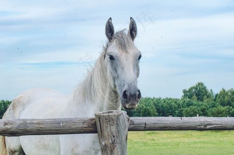 白色骏马图片