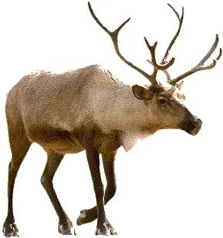 圣诞老人驯鹿 PNG免抠