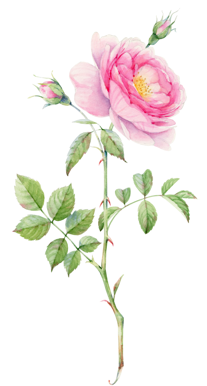 鲜花玫瑰免扣素材