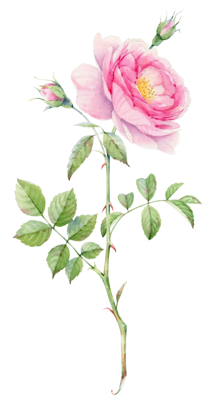 鲜花玫瑰免扣素材