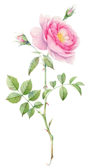 鲜花玫瑰免扣素材