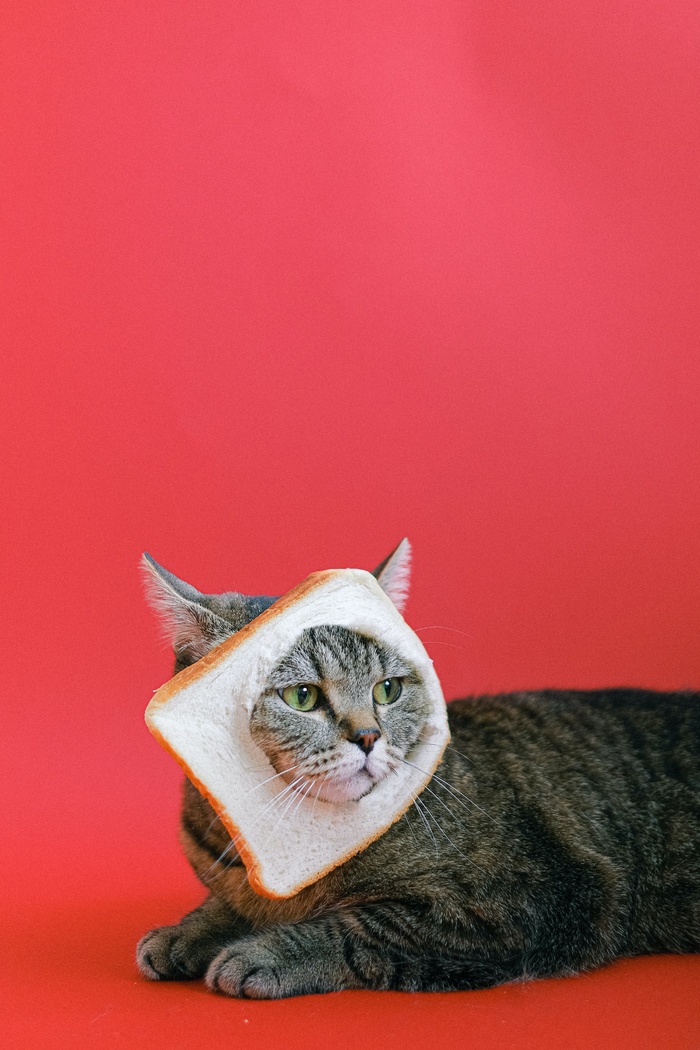 可爱猫咪猫猫摄影素材