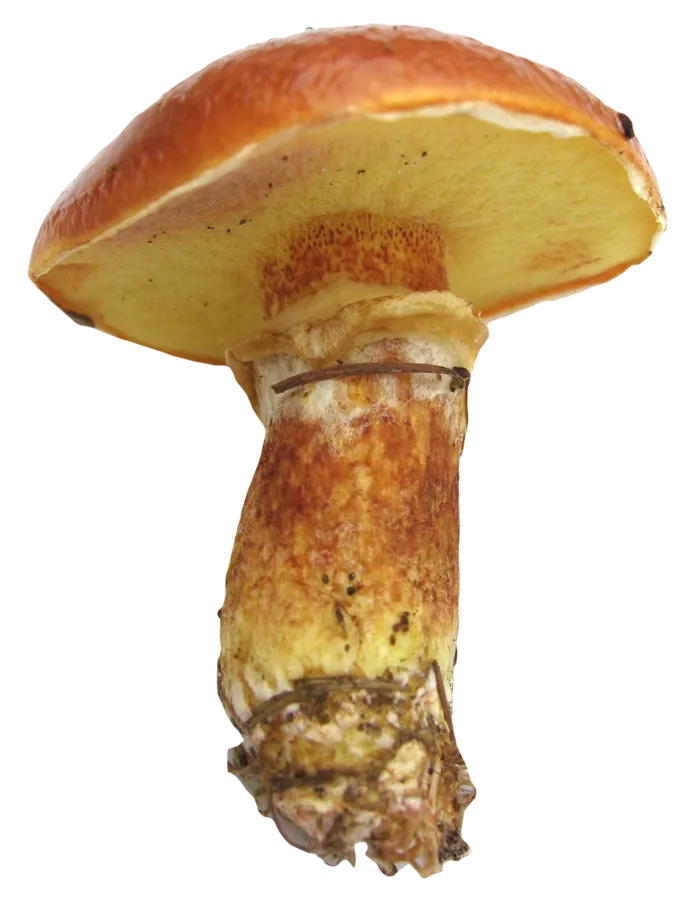 蘑菇大伞黄色