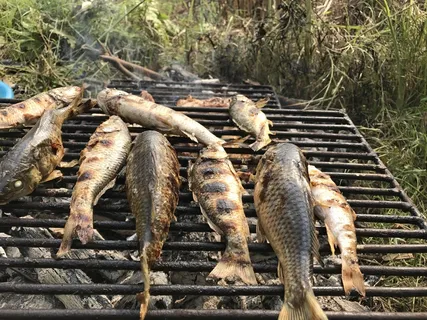 抓鱼稻田鱼田边现烤