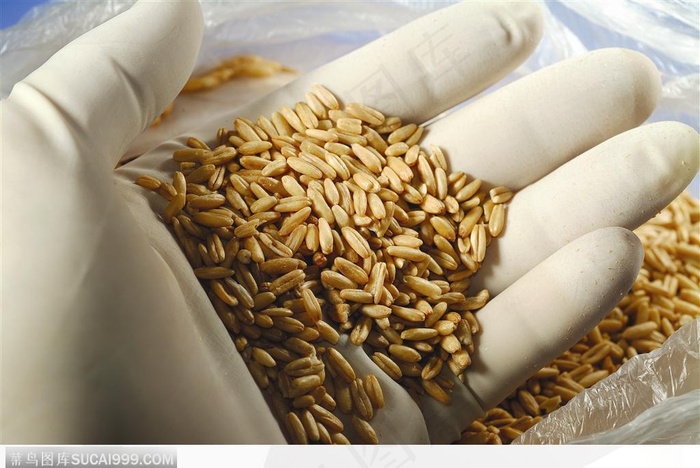 生物技术-查看麦子