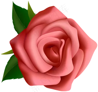 玫瑰 红色 红玫瑰 粉瑰花 花朵 鲜花特写 免抠 花束