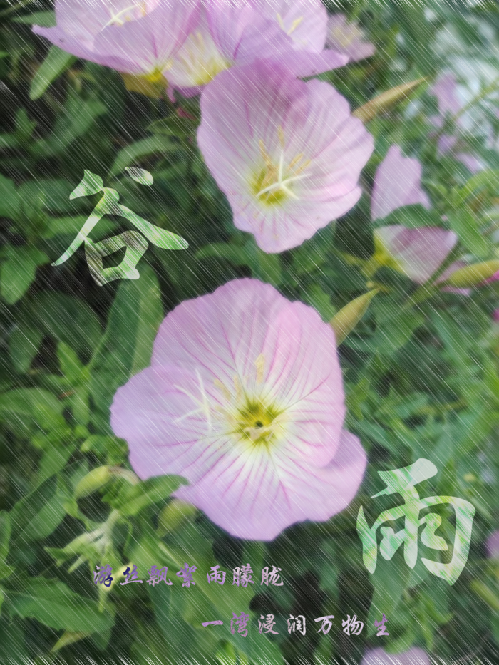 “谷雨”节气海报psd模版下载