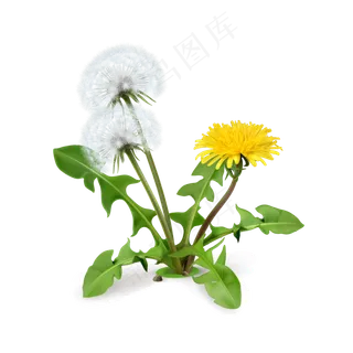 手绘草本中药药材