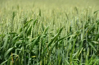 春天的田园风景图片