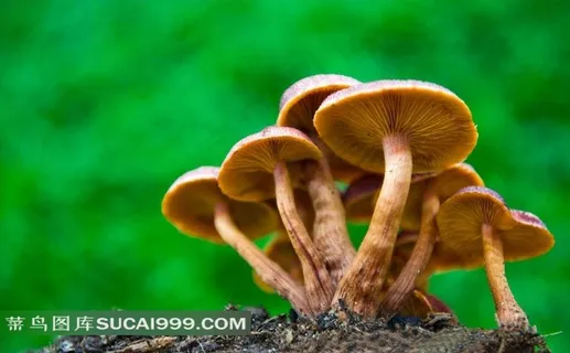 野生蘑菇摄影 野生蘑菇摄影
