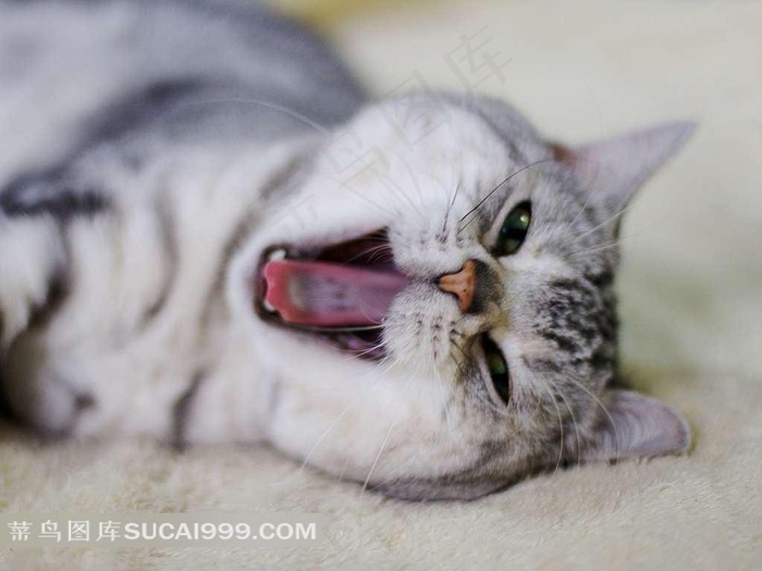 躺着张大嘴的猫