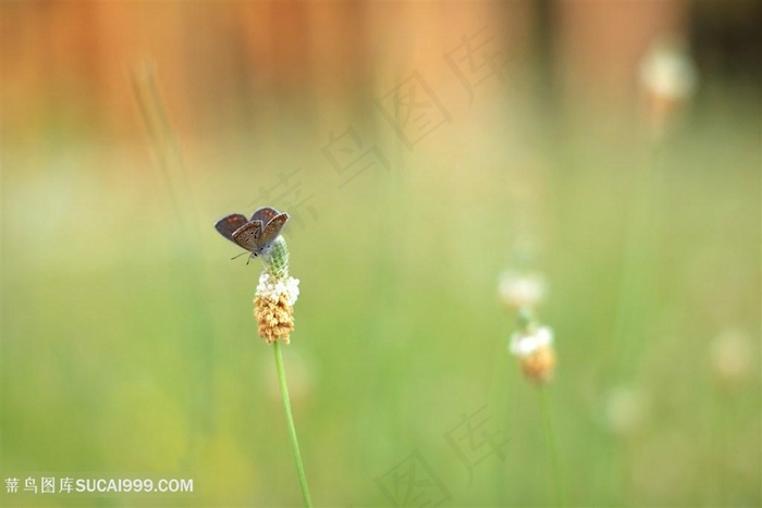 唯美蝴蝶鲜花图片