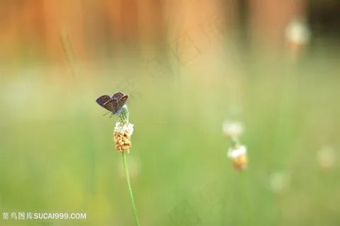 唯美蝴蝶鲜花图片 唯美蝴蝶鲜花图片