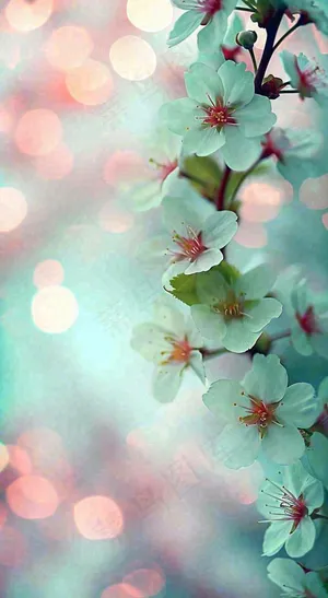 绚丽白色樱花花朵，春分惊蛰立春摄影图