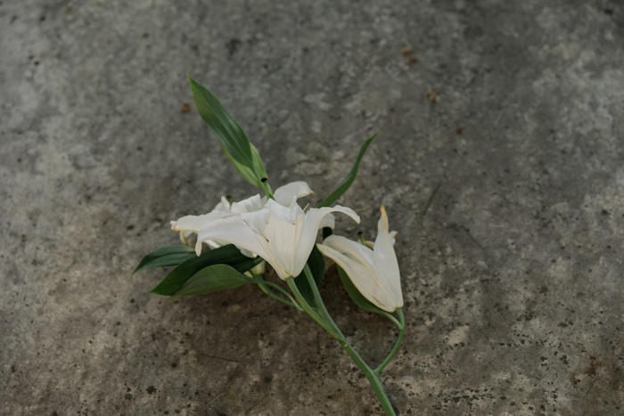 白色纯洁百合摄影素材