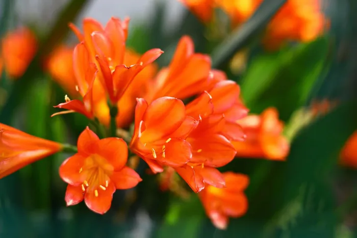 君子兰花朵特写