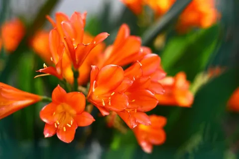 君子兰花朵特写