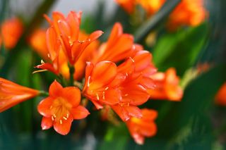 君子兰花朵特写