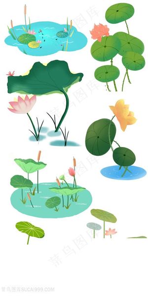 植物大全插画荷花