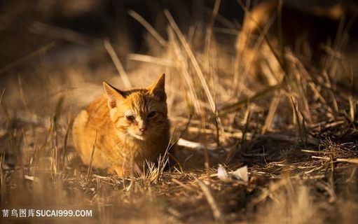 草丛躲着可爱的猫咪图片