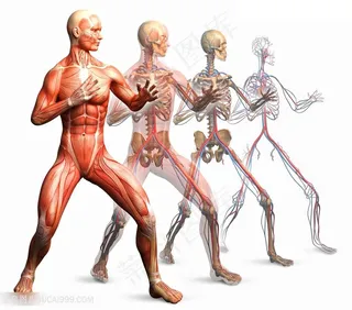 运动的人体肌肉解剖高清